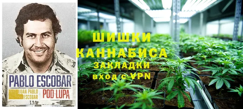 Бошки марихуана OG Kush  MEGA сайт  Ардатов 